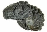 Long, Curled Morocops Trilobite - Morocco #323504-1